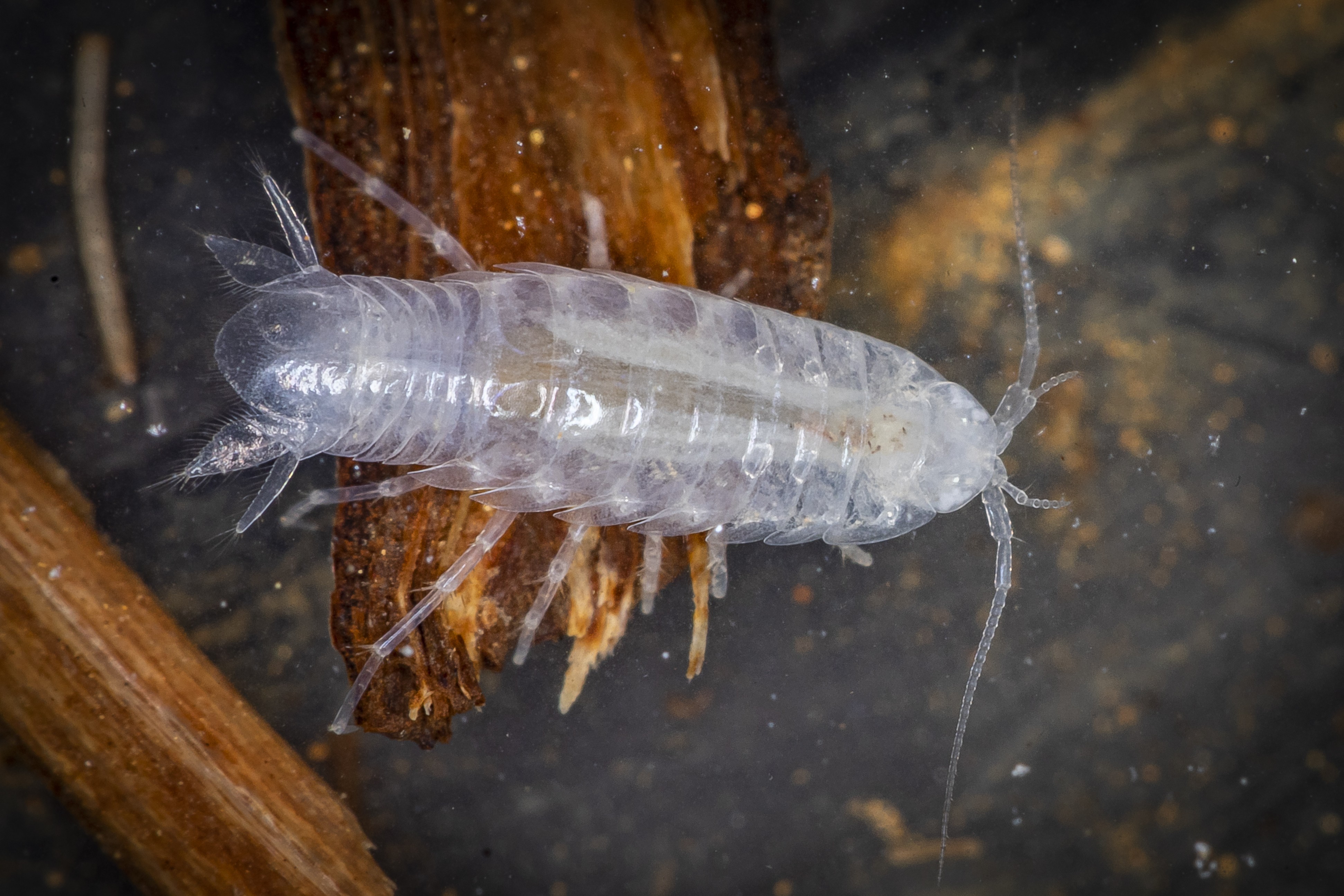 Você Não Tá Convidada pro Meu Bat Mitzvá!