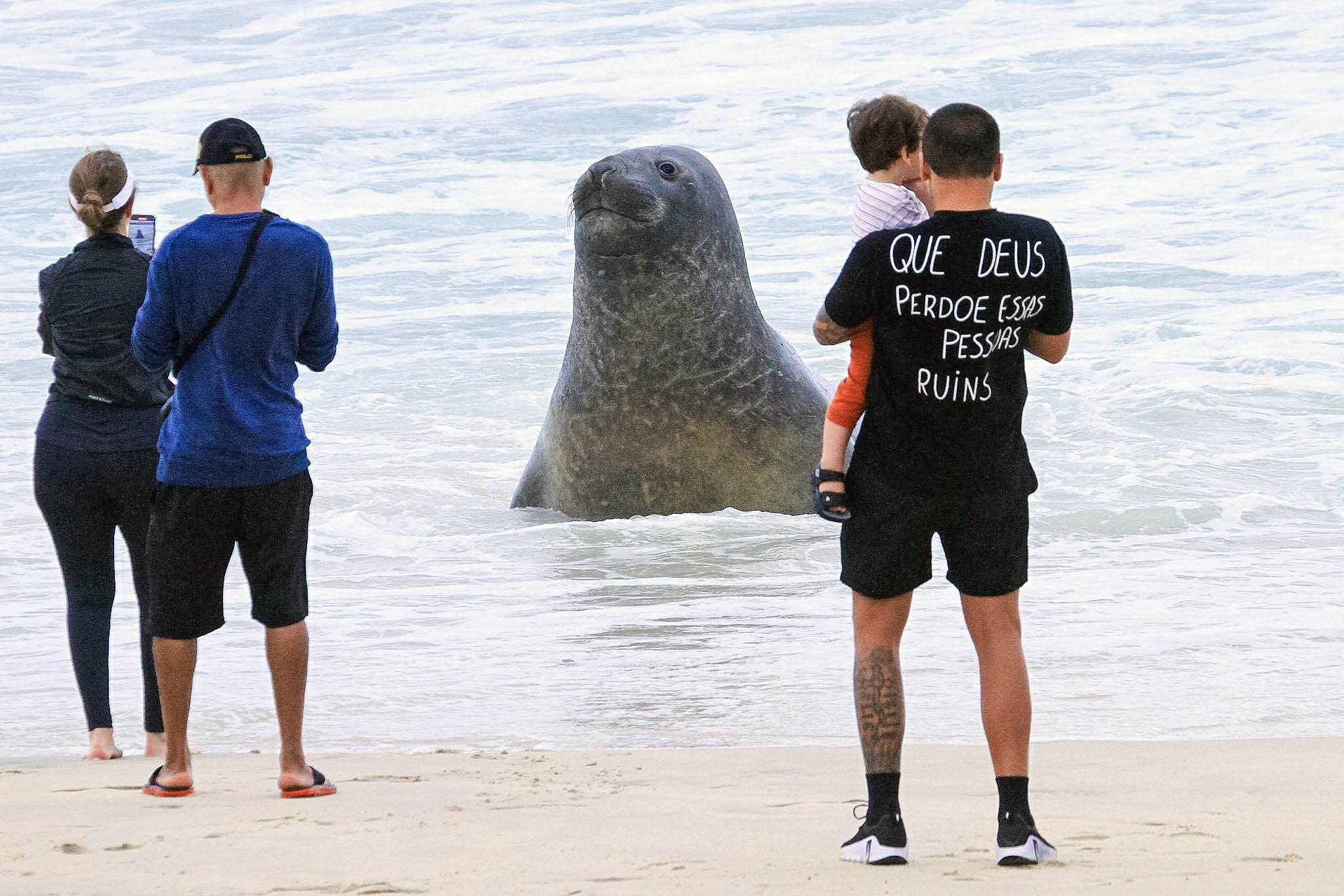 O que um elefante-marinho de 3 toneladas faz no Rio? Entenda a passagem do visitante pelas praias