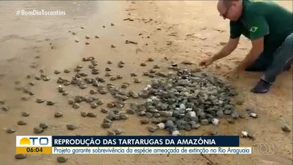 Projeto garante sobrevivência de tartarugas ameaçadas de extinção no Rio Araguaia