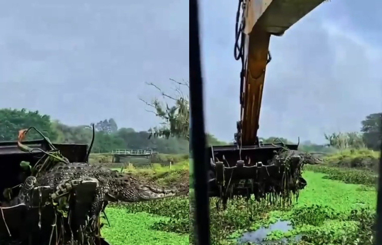 Jacaré é capturado por escavadeira durante obras de limpeza em rio de Tubarão (SC); VÍDEO