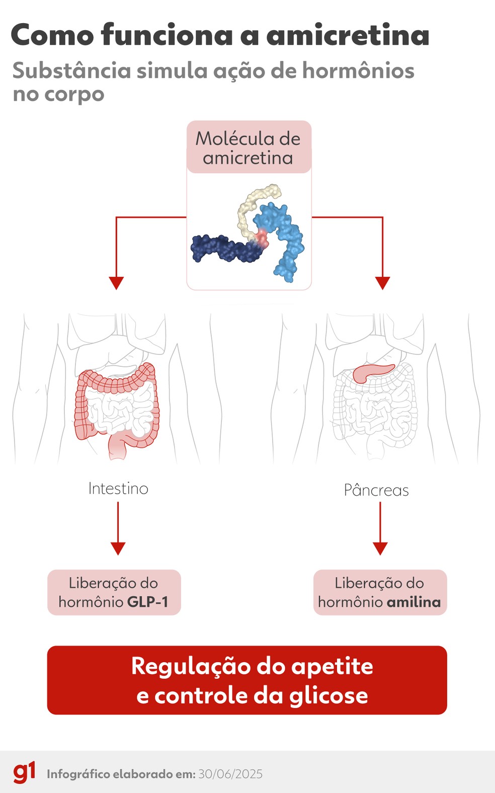 Como funciona a amicretina — Foto: Arte/g1