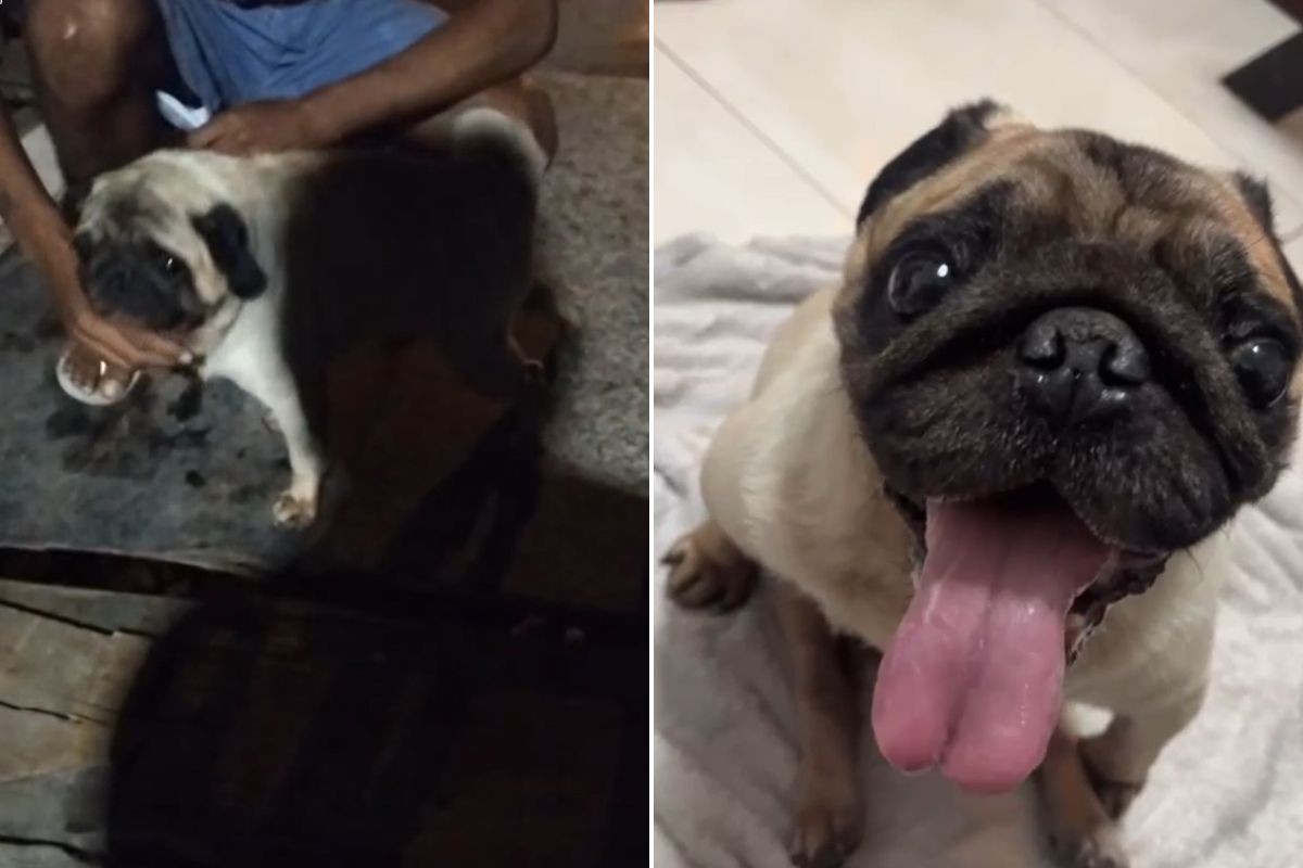 Cachorro recebe o nome de 'Caçamba' após ser encontrado dentro de lixo no litoral de SP 
