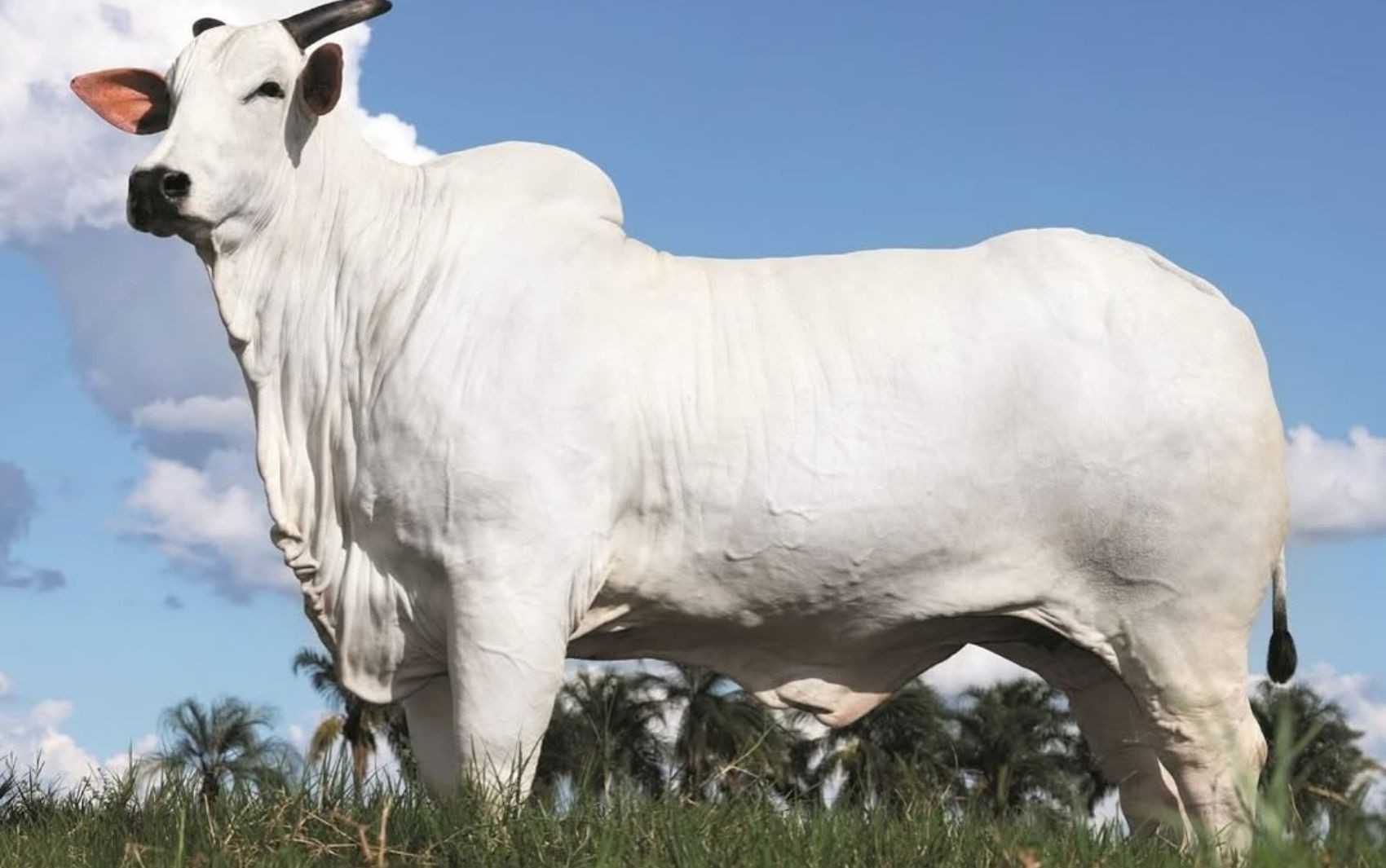 Murillo Huff compra parte de vaca que custa R$ 54 milhões e é considerada a mais cara do mundo 