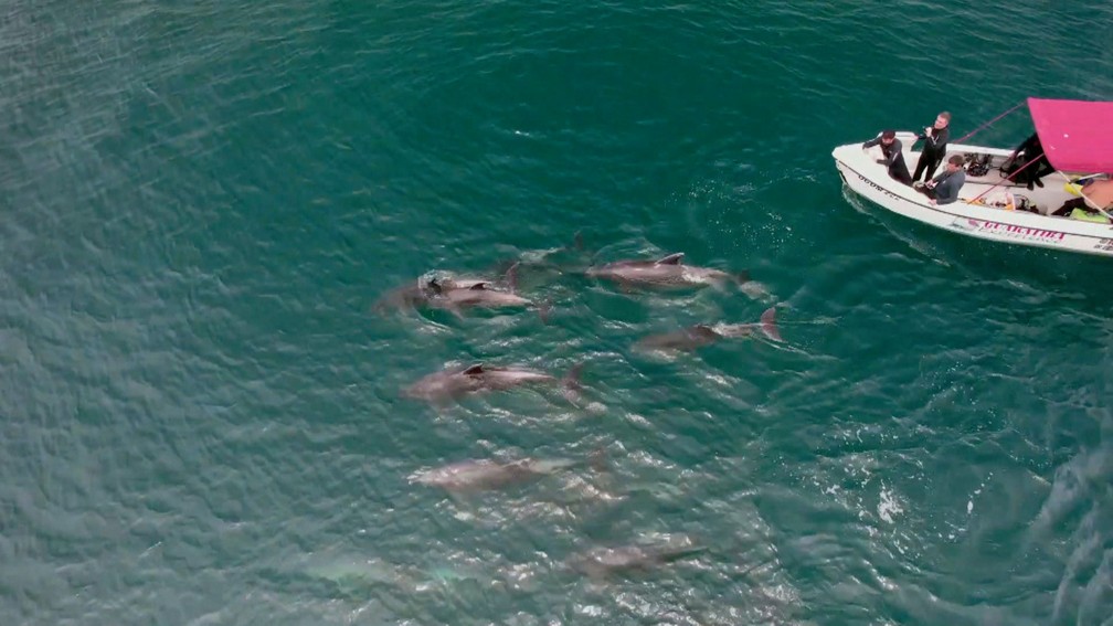 Golfinhos acompanharam o barco rumo às ilhas das Palmas e das Peças — Foto: Junior Alves/TV Globo