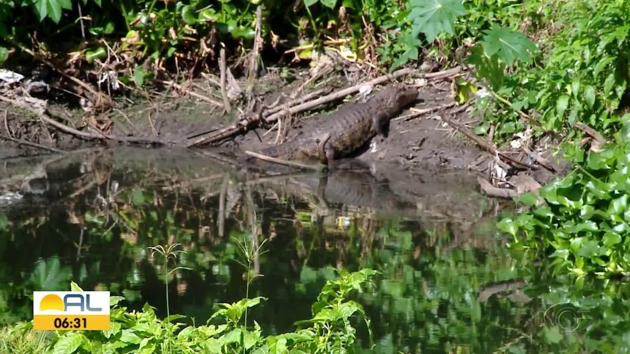 VÍDEOS: Bom Dia Alagoas de segunda-feira, 14 de julho