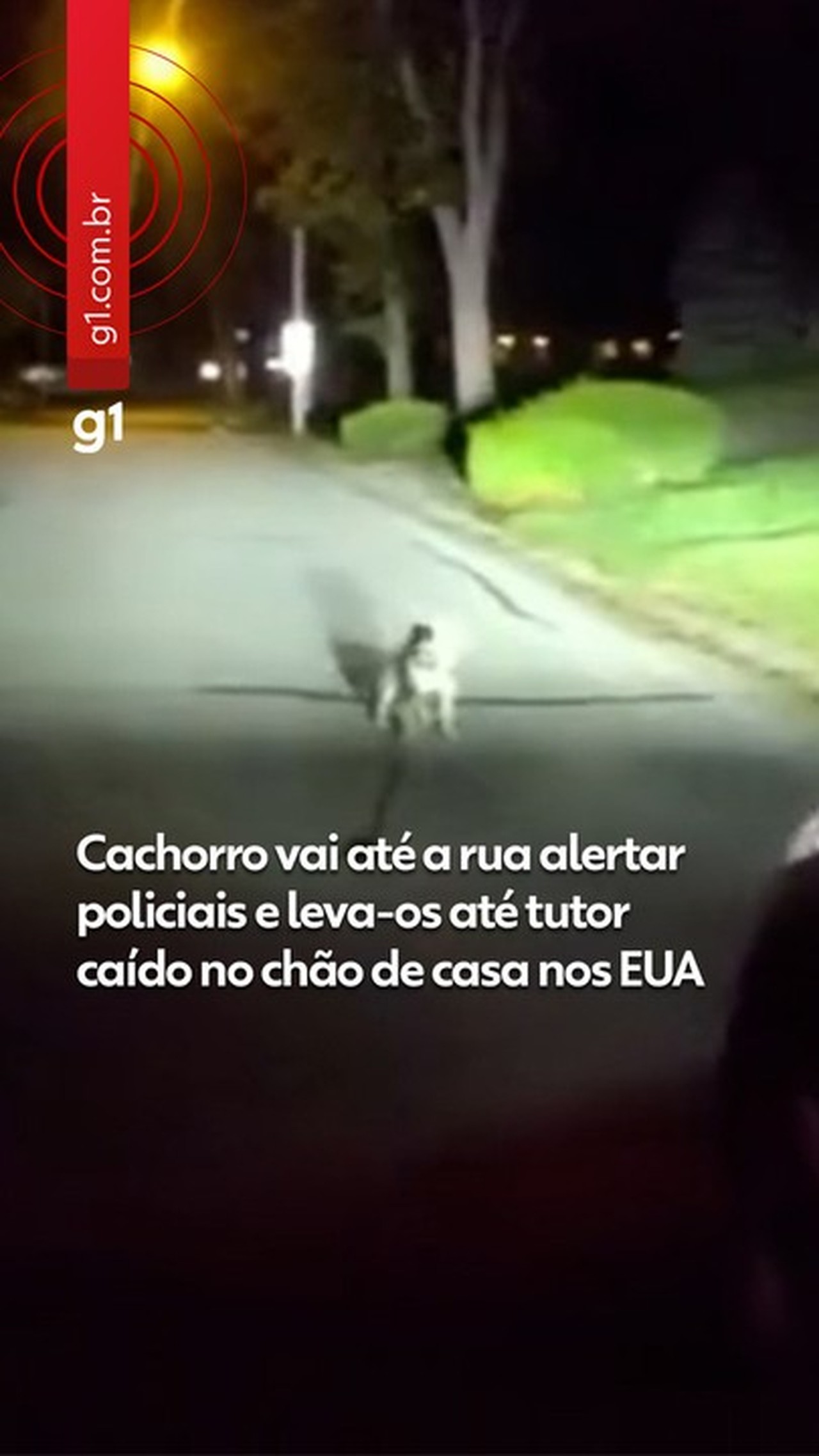 'Sabia exatamente o que fazer': cachorro alerta policiais e leva-os até tutor caído dentro de casa nos EUA; veja VÍDEO