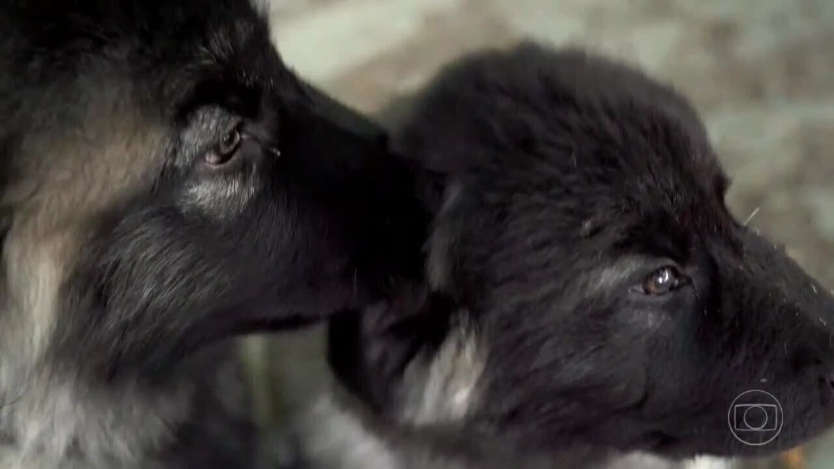Cães de raça que já correu risco de extinção em Portugal aprendem ...