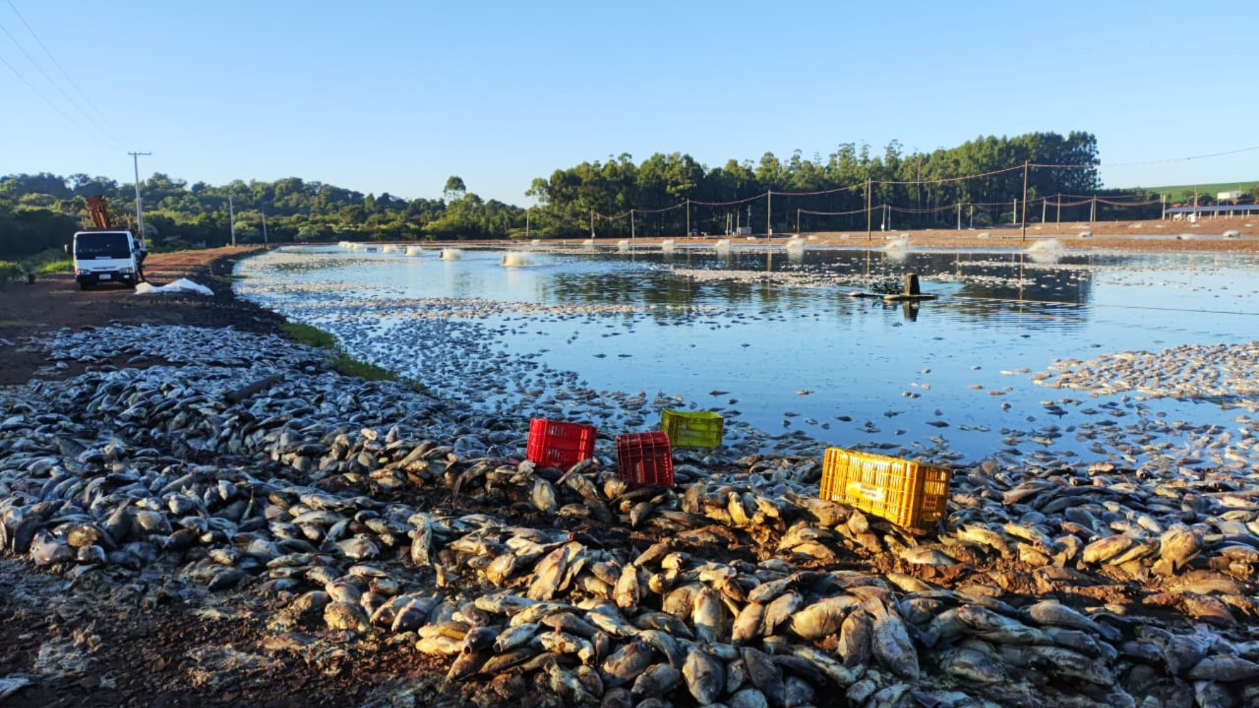 Agricultor tem prejuízo de cerca de R$ 9 milhões após queda de energia causar morte de 900 mil kg de tilápias, no Paraná