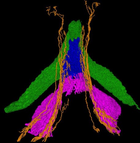 Primeiro mapa dos nervos do clitóris nasce de pesquisa liderada por neurocientista coreana