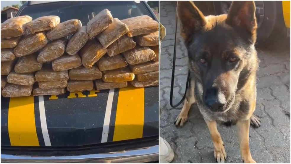 Cão farejador K-9 Jordan ajudou a identificar quase 40 tabletes de droga em primeiro dia de atuação no Ceará — Foto: Polícia Rodoviária Federal/Divulgação