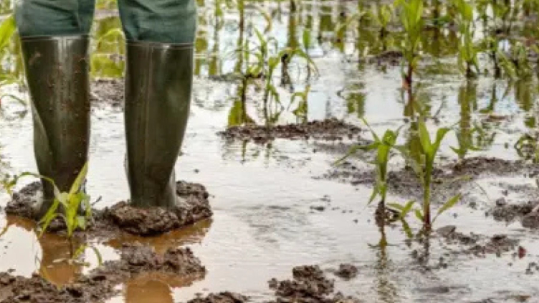 Produtores 129 municípios do Paraná podem renegociar dívidas rurais por perdas com eventos climáticos extremos