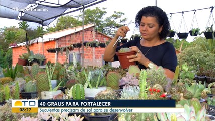 Veja como cuidar das plantas suculentas