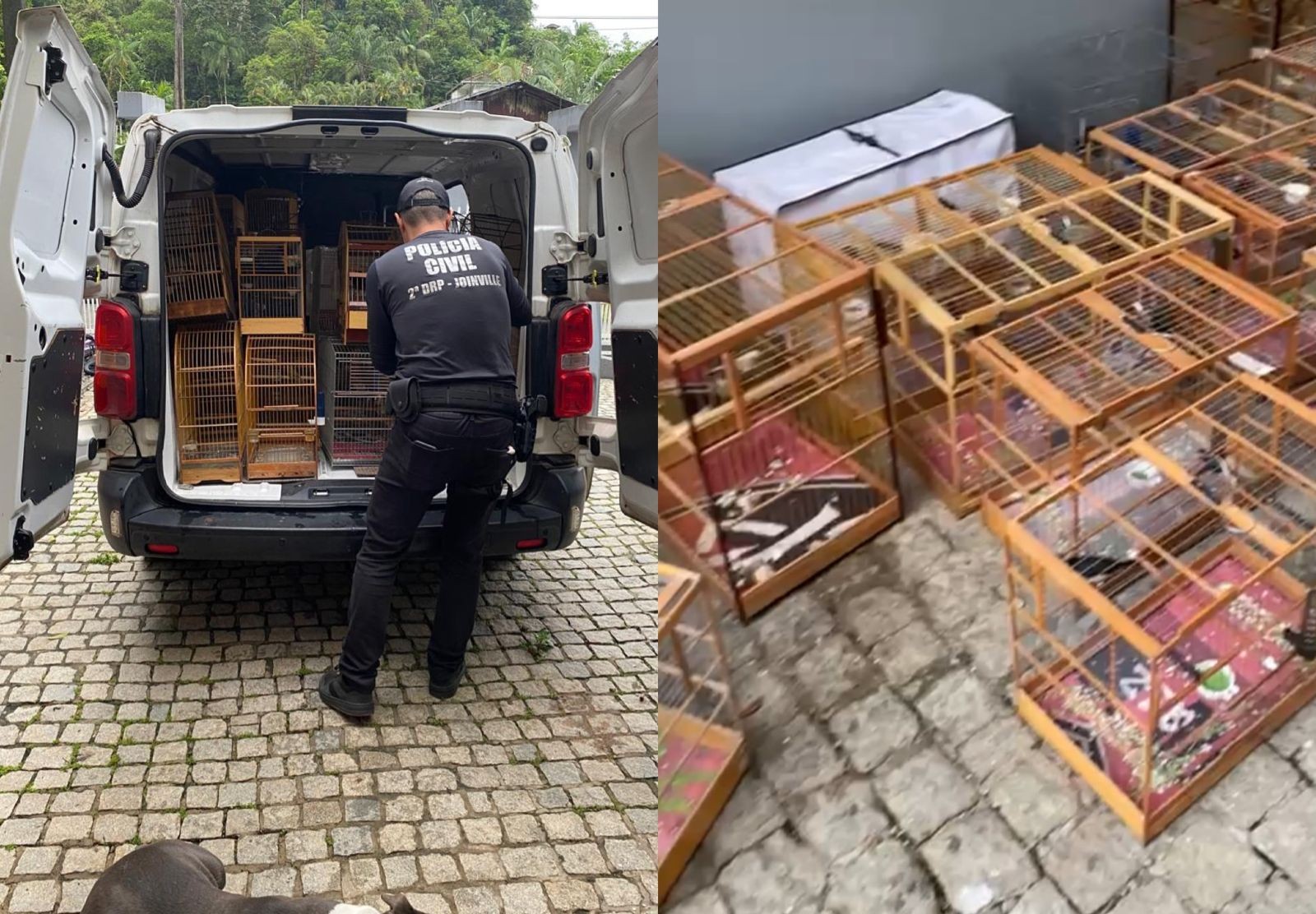 Operação em Joinville resgata 212 aves mantidas em cativeiro para venda ilegal; quatro são presos