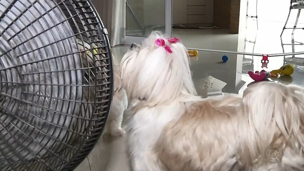 Ventilador ajuda a refrescar também os pets durante o calor — Foto: Reprodução/TV TEM