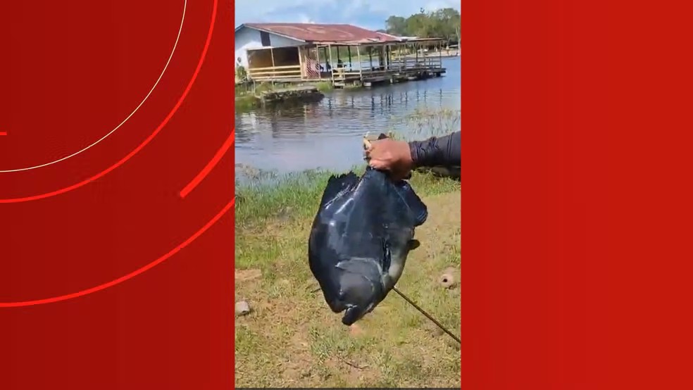 Pescador captura piranha-preta 'gigante' em lago do interior do Amazonas; VÍDEO