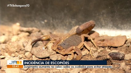 Incidência de escorpiões aumenta e preocupa população