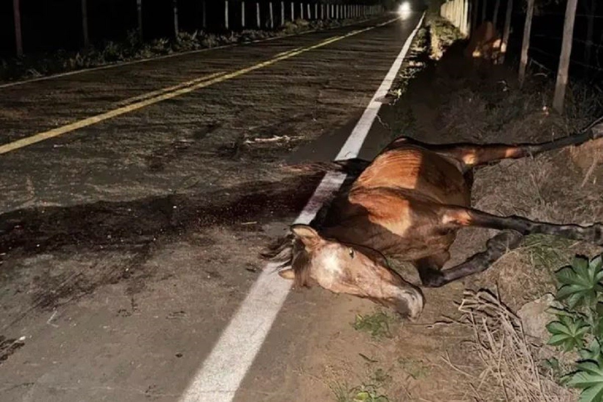 Acidente entre moto e égua deixa três feridos graves na LMG-858; animal morreu 