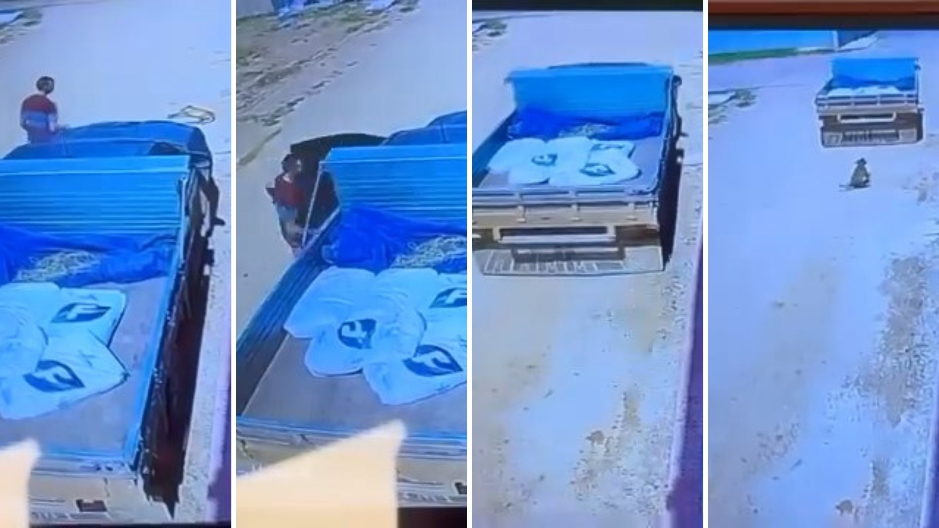 Vídeo mostra momento em que cadela é atropelada por caminhonete no ES; motorista fugiu