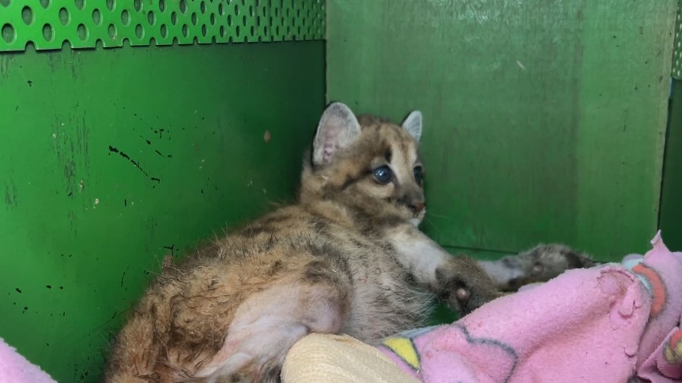 Filhote de onça-parda resgatado em plantação de cana recebe cuidados na Unesp de Botucatu — Foto: Adriano Baracho/TV Tem
