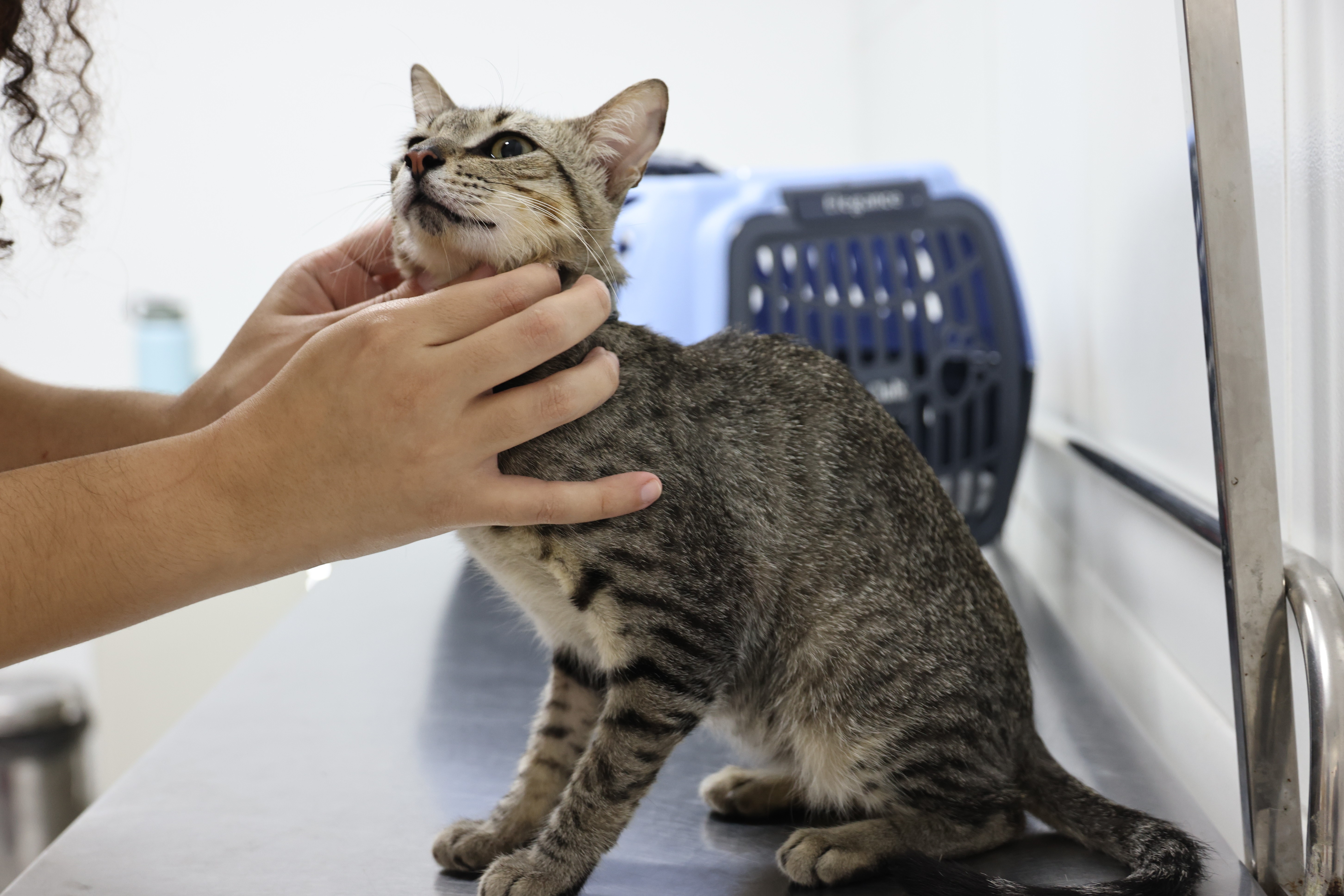 Vetmóvel oferta consultas veterinárias e vacinação antirrábica no Benfica, em Fortaleza