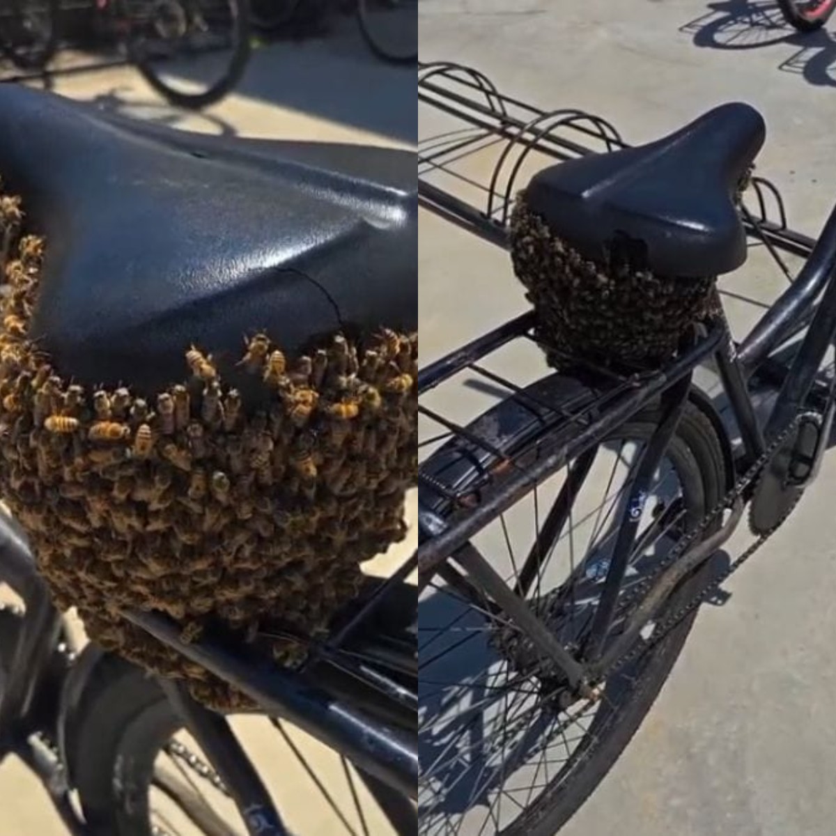 VÍDEO: bicicleta vira 'ponto de pouso' para enxame de abelhas em Joinville