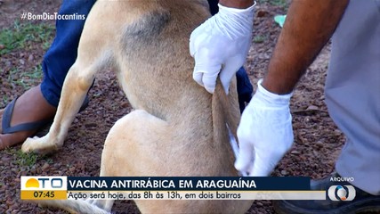 Araguaína realiza vacinação gratuita de cães e gatos; saiba mais
