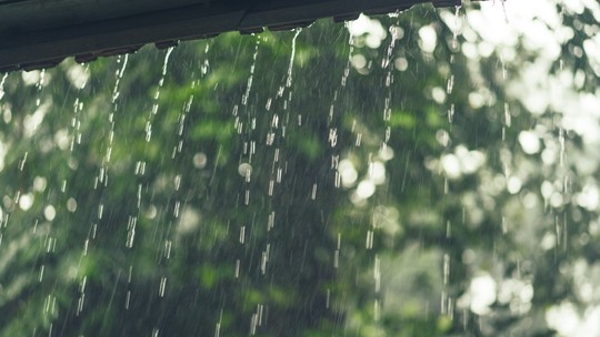 Saiba o corte ideal para manter árvore segura em dias de chuva  - Foto: (Freepik/Kireyonok_Yuliya)