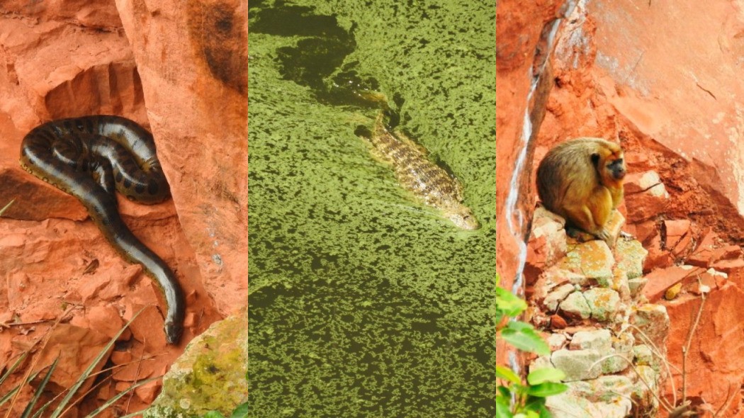 'Mundo perdido': além de sucuri e araras, jacaré e macaco vivem em buraco milenar de MS