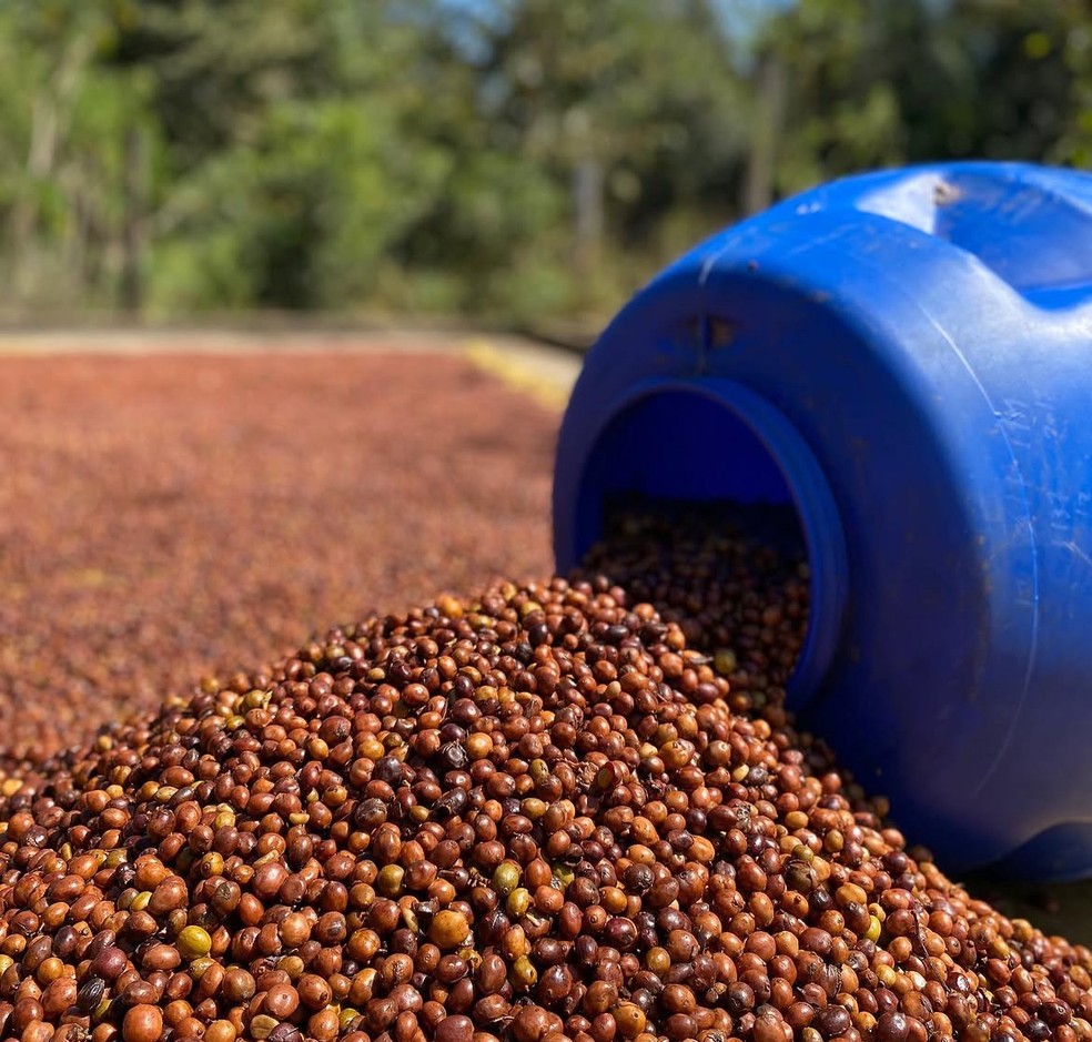 Caf&eacute; Robusta Amaz&ocirc;nico conquistou pr&ecirc;mios e chegou a mercados internacionais &mdash; Foto: Reprodu&ccedil;&atilde;o/LaCoop Amaz&ocirc;nia