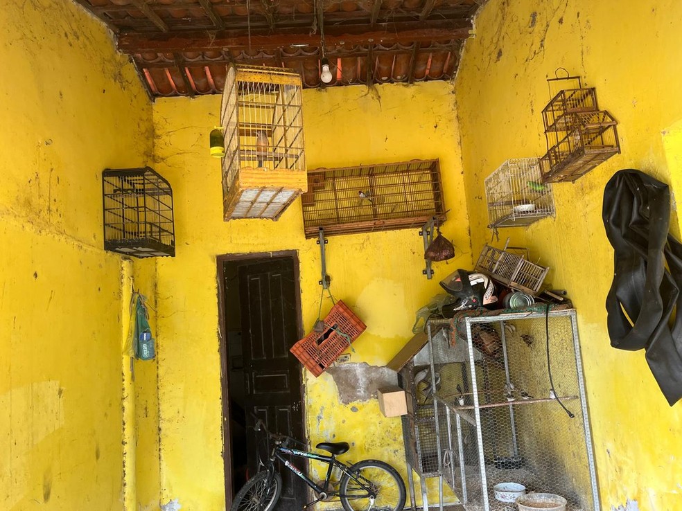 Polícia resgata 54 aves silvestres e apreende cinco armas em fazenda de Santa Quitéria, no Ceará — Foto: Divulgação