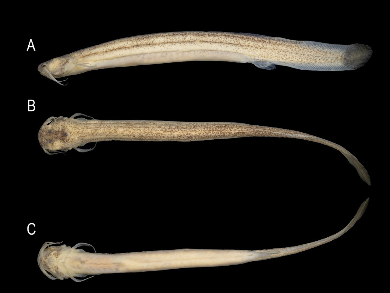 Como peixe encontrado por acaso em enchente ajudou biólogos a descobrirem nova espécie em Camboriú
