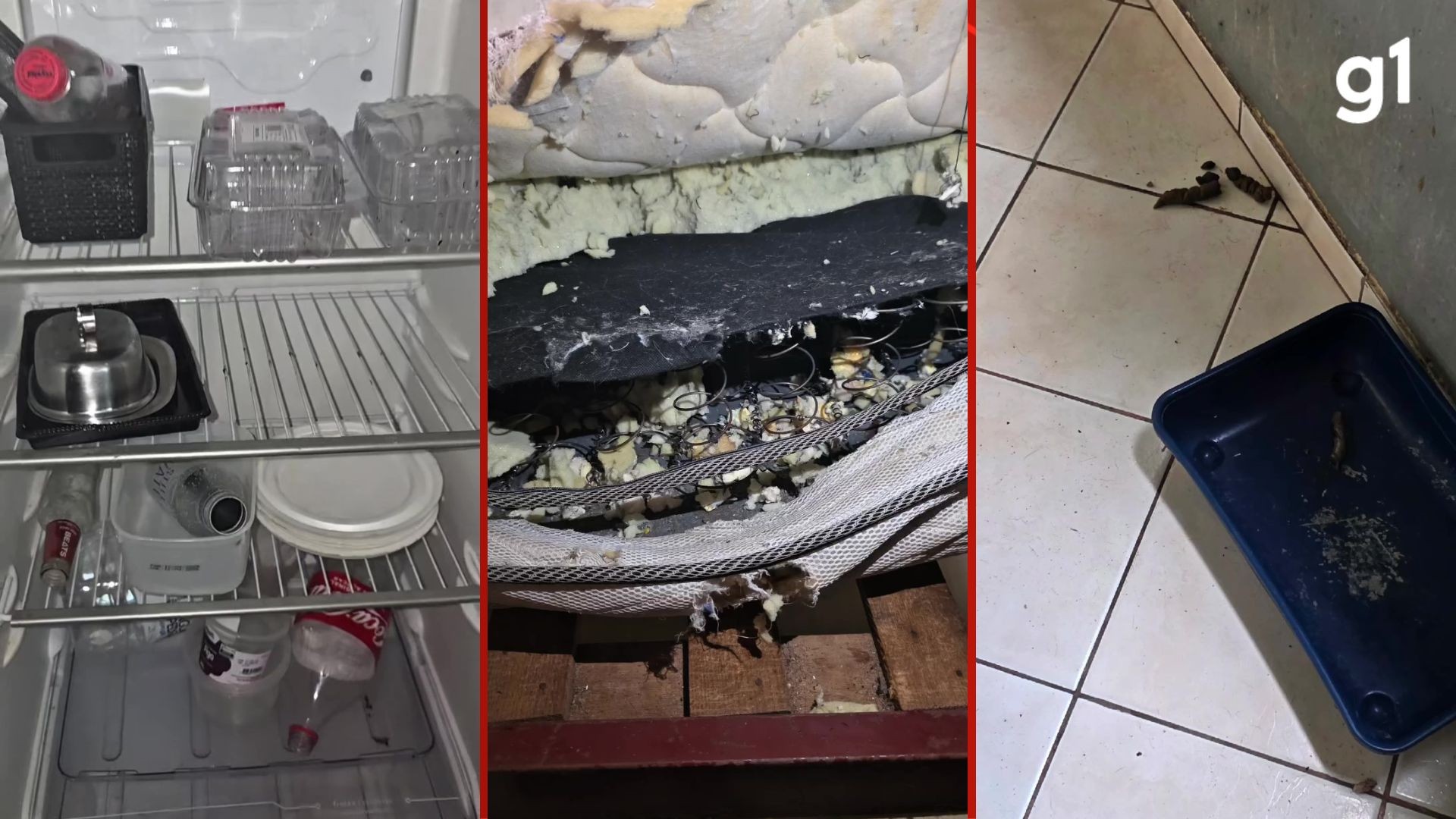 Ex-atriz é encontrada em situação de vulnerabilidade com sete animais em apartamento de Porto Alegre