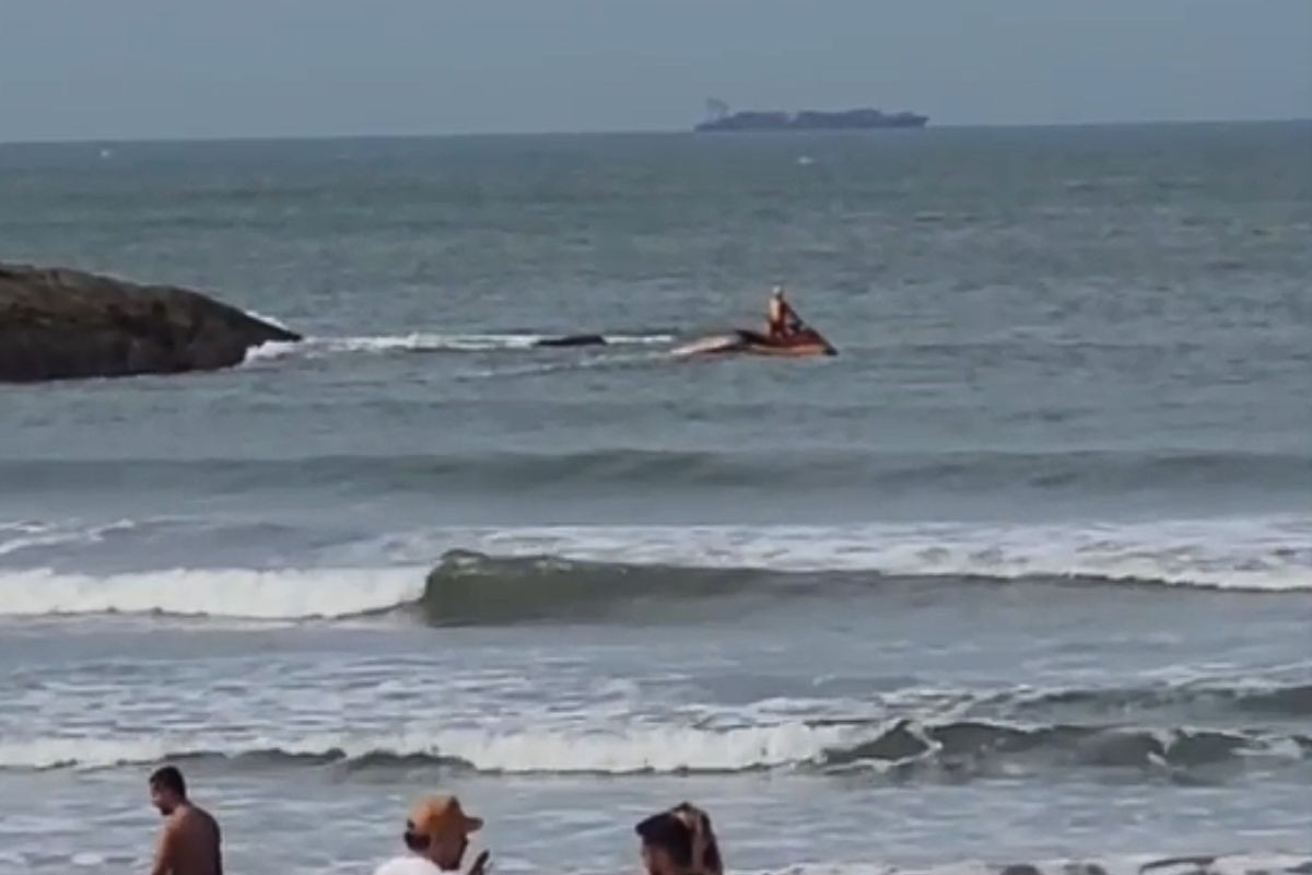 Buscas por turista que sumiu ao nadar até ilha em Guarujá chegam ao 3º dia e podem ser encerradas; VÍDEO