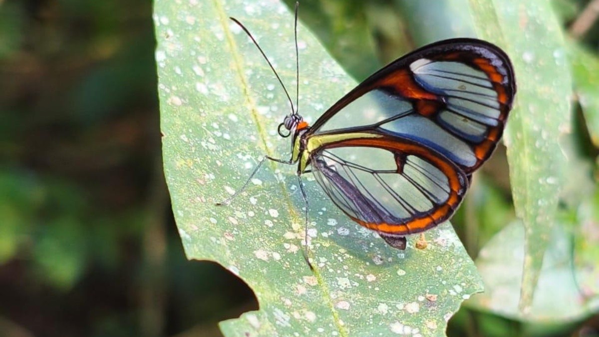 Borboleta rara de asas transparentes é registrada em parque estadual de Niterói
