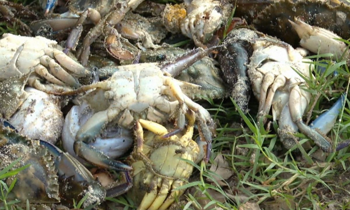 Moradores denunciam morte de mariscos e peixes em praia contaminada por Nitrato e Cobre em Salvador; polícia investiga