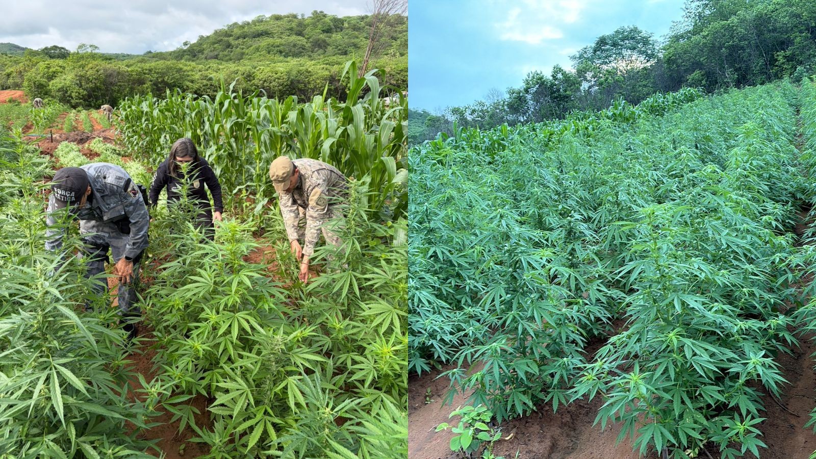 Cerca de 115 mil pés de maconha são encontrados na zona rural de cidade no PI