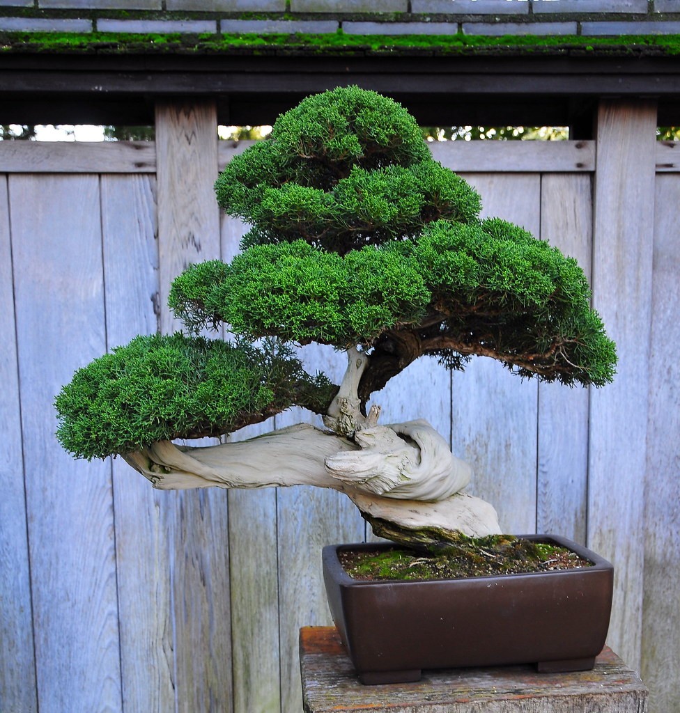 Bonsai: veja como cultivar mini-árvores em casa