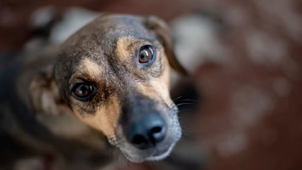 Quer adotar um pet? Feira em shopping de Manaus reúne cães e gatos vacinados; saiba como participar