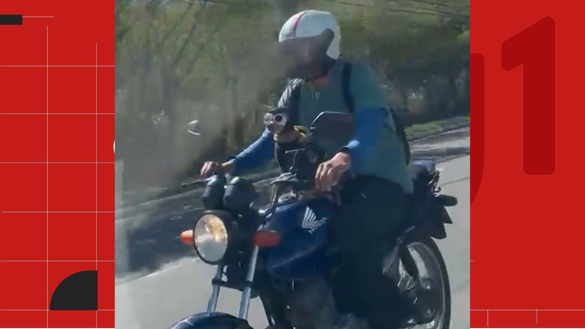 VÍDEO: cachorro é flagrado de capacete e óculos escuros andando de moto em Vitória
