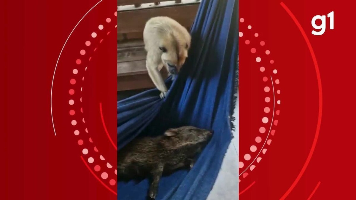 VÍDEO: macaco acorda porco do mato que dormia em rede de pousada no Pantanal de MT 