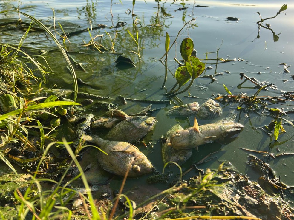 Peixes aparecem mortos após água do Rio Tietê ficar verde em Ubarana (SP) — Foto: Rogério Pedrozo/TV TEM
