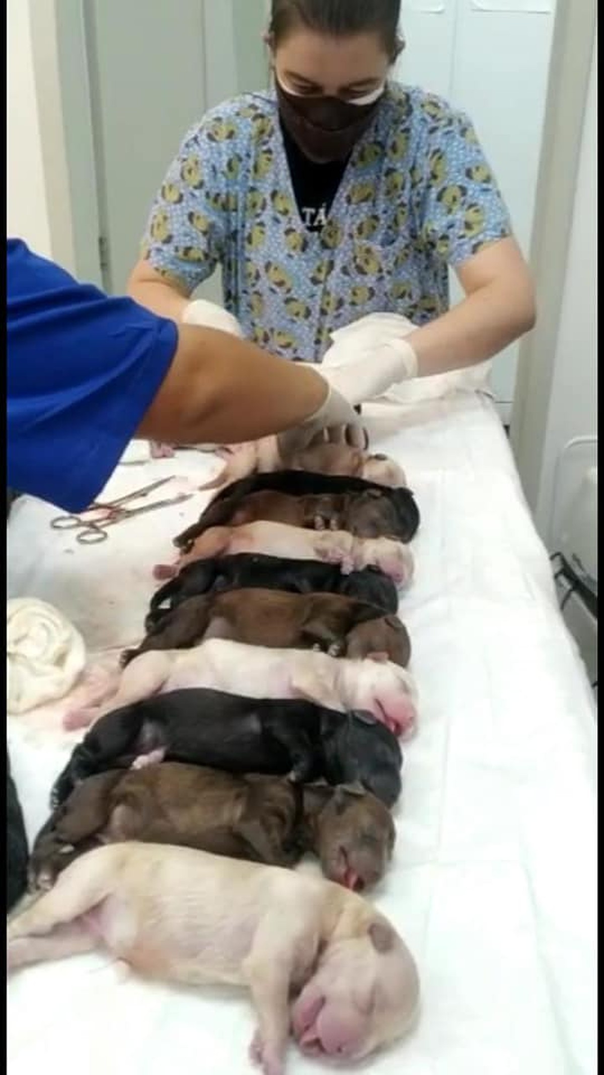 G1 - Cadela São Bernardo tem 20 filhotes de uma vez só em parto de 38h no  RS - notícias em Rio Grande do Sul