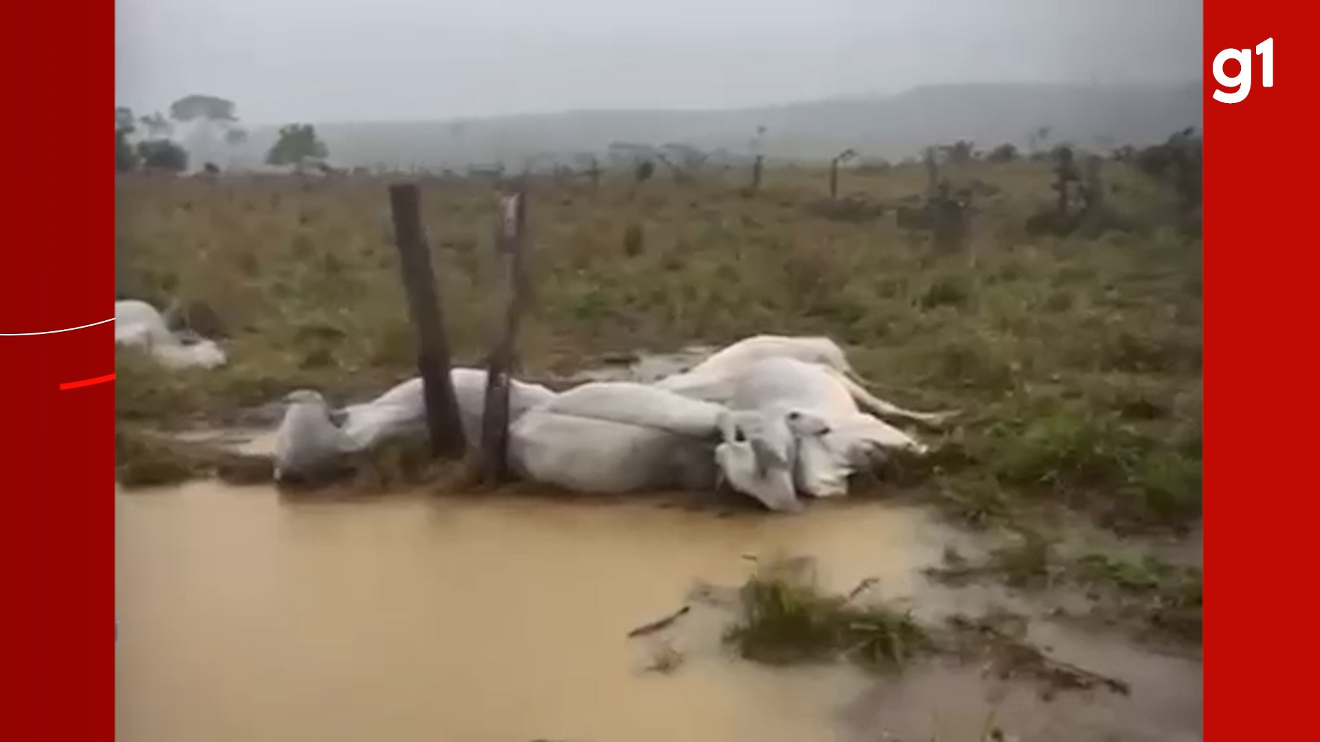 VÍDEO: Raio atinge fazenda e mata 10 bois durante temporal no Sul do Amazonas