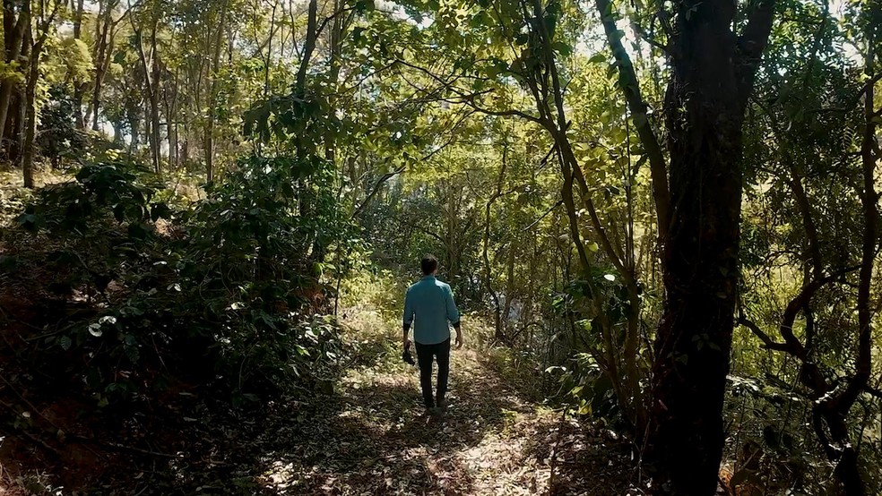 Fazendas Caxambu & Aracaçu: bosques e corredores ecológicos. - Crédito: Gustavo Coetti