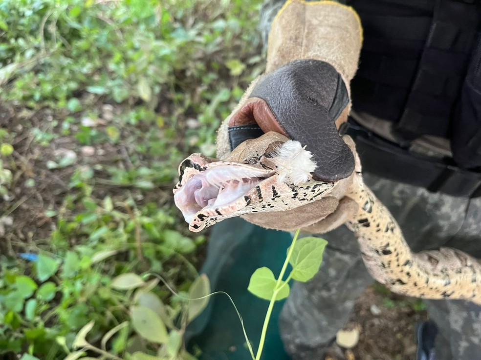 Serpente pode atingir até 4 metros de comprimento, mas não tem peçonha. — Foto: Polícia Militar/ Divulgação