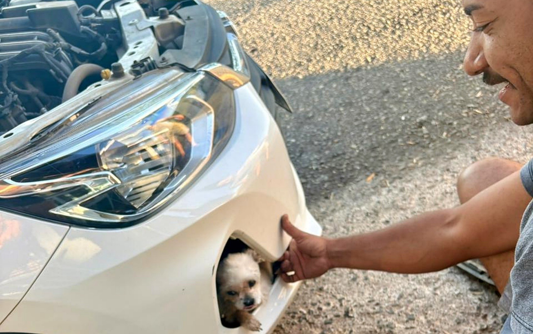 Cachorro fica dois dias desaparecido e é encontrado preso no para-choque do carro da família em Pouso Alegre, MG
