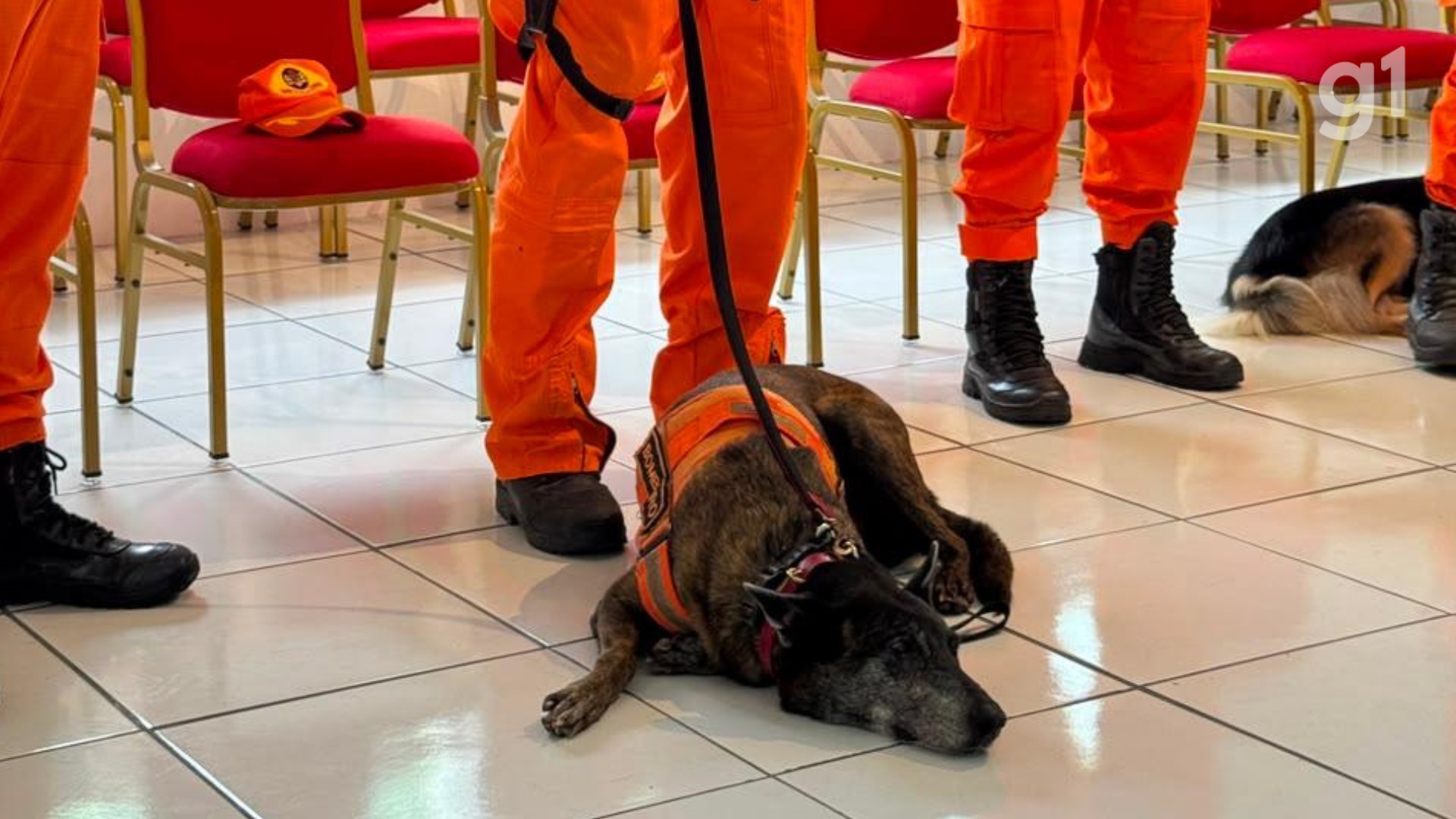 Cadelas de resgate do Corpo de Bombeiros do Maranhão se aposentam após mais de 30 missões