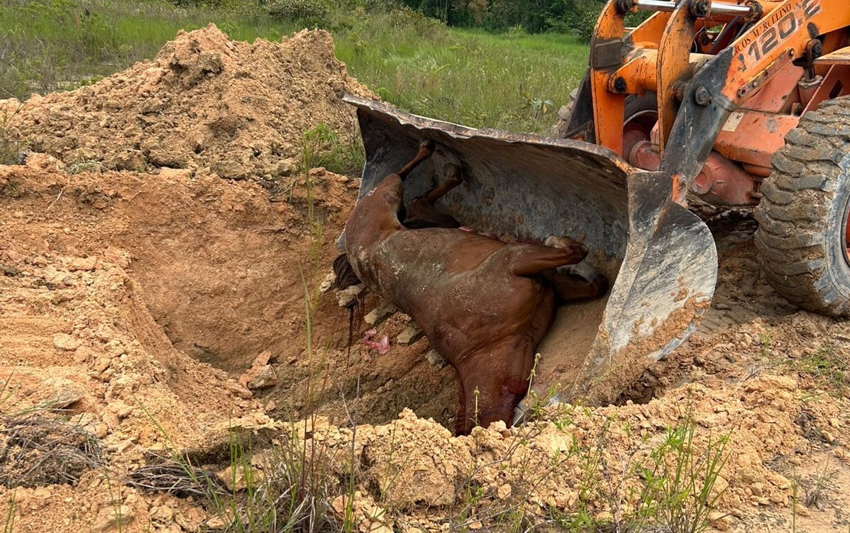 Cavalos mortos por suspeita de intoxicação foram enterrados no próprio terreno do haras, denunciam donos