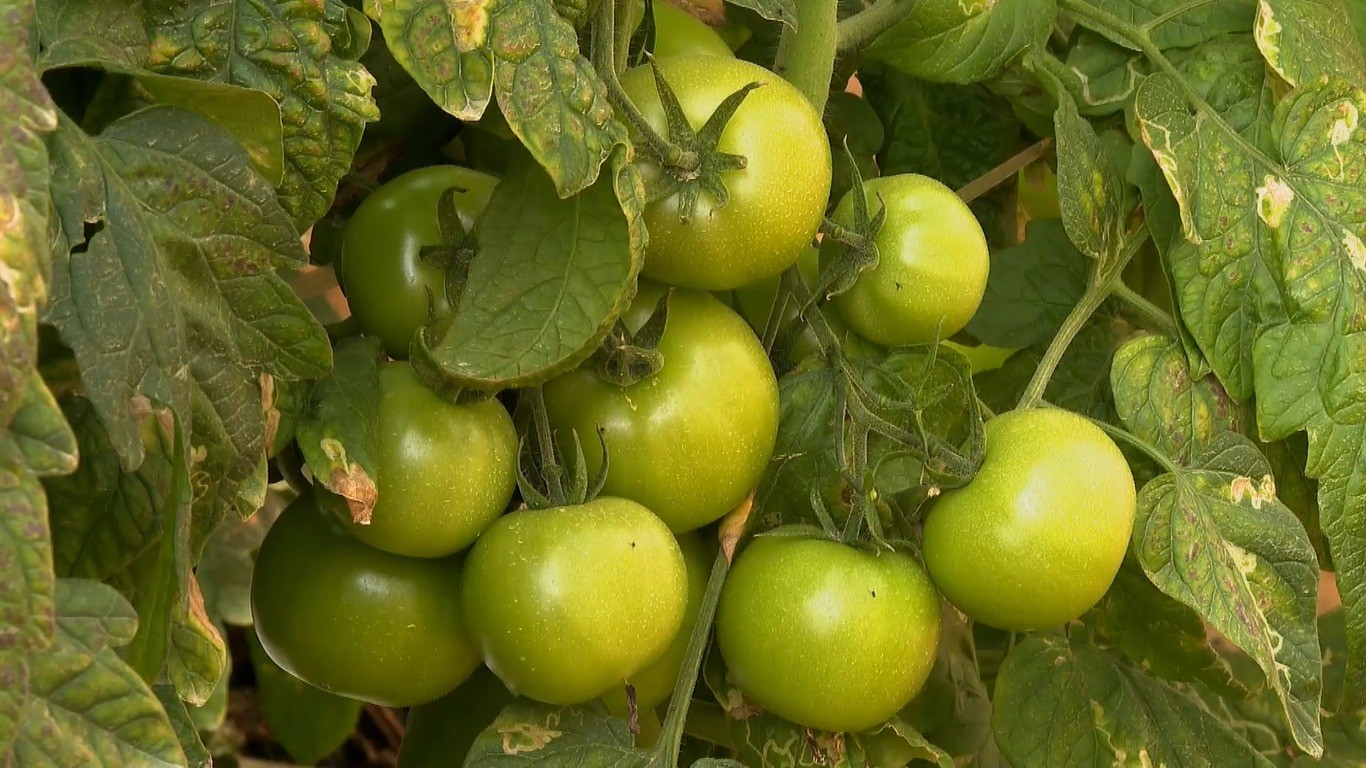 Frio prolongado afeta produção de tomate e faz preços dispararem