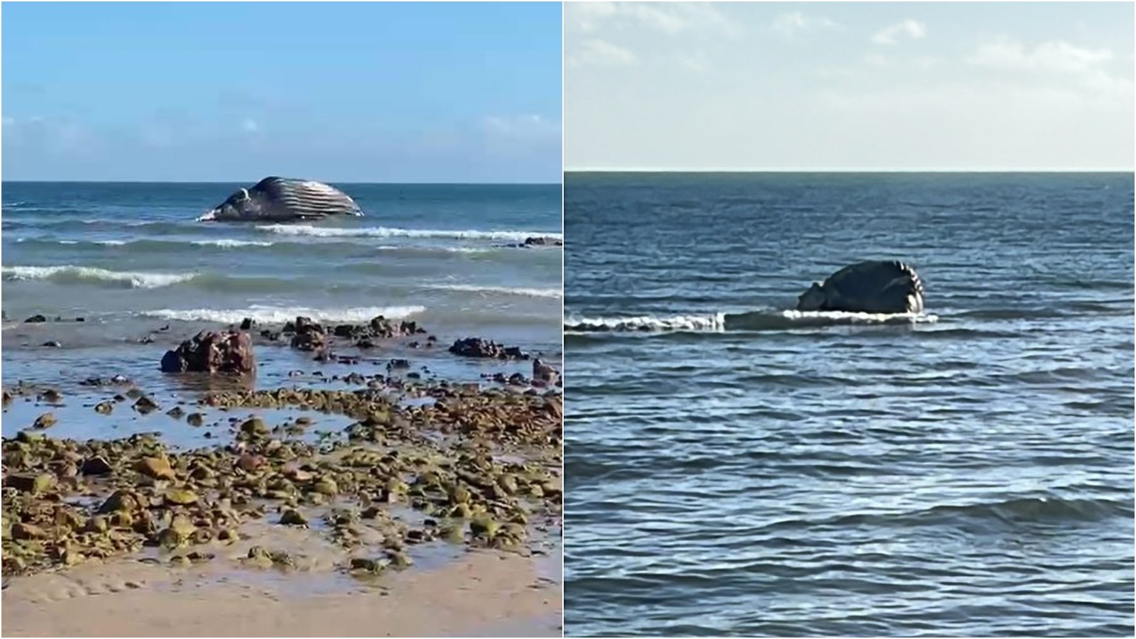 Baleia-jubarte encalha em praia de Icapuí, no litoral leste do Ceará